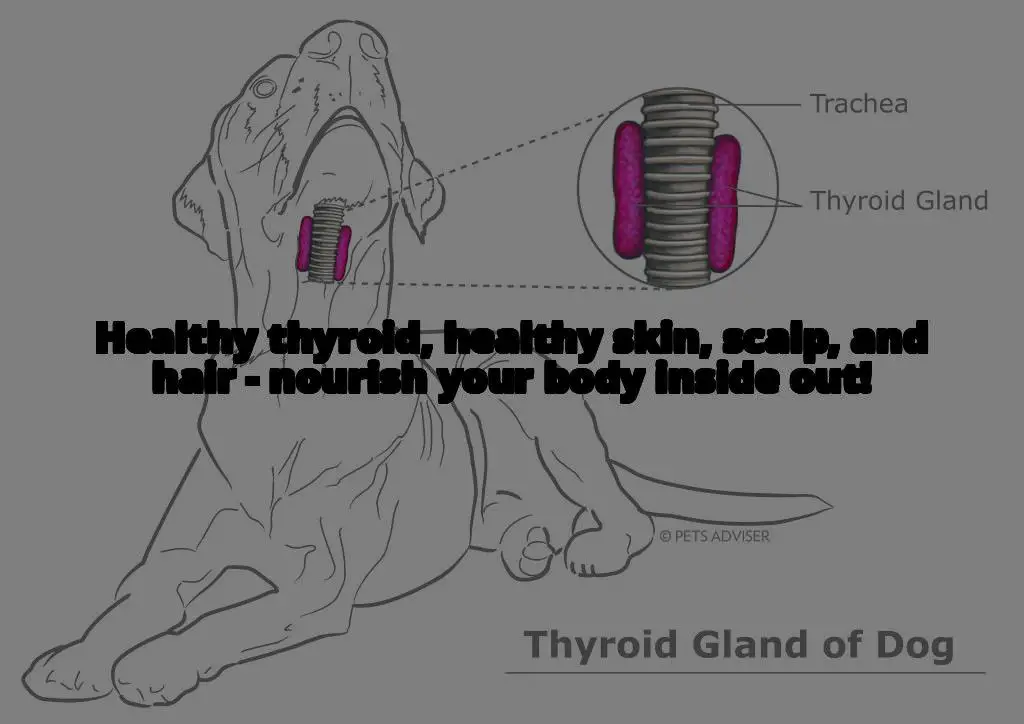 Thyroid Health and Seborrheic Dermatitis: The Surprising Connection