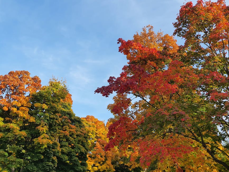 Emergency Seb Derm Flare Care During Summer: Quick Relief Strategies (2026) 10 Emergency Seb Derm Flare Care During Summer: Quick Relief Strategies (2026) - Bright autumn foliage with vivid red, orange, and green leaves under a clear blue sky.
