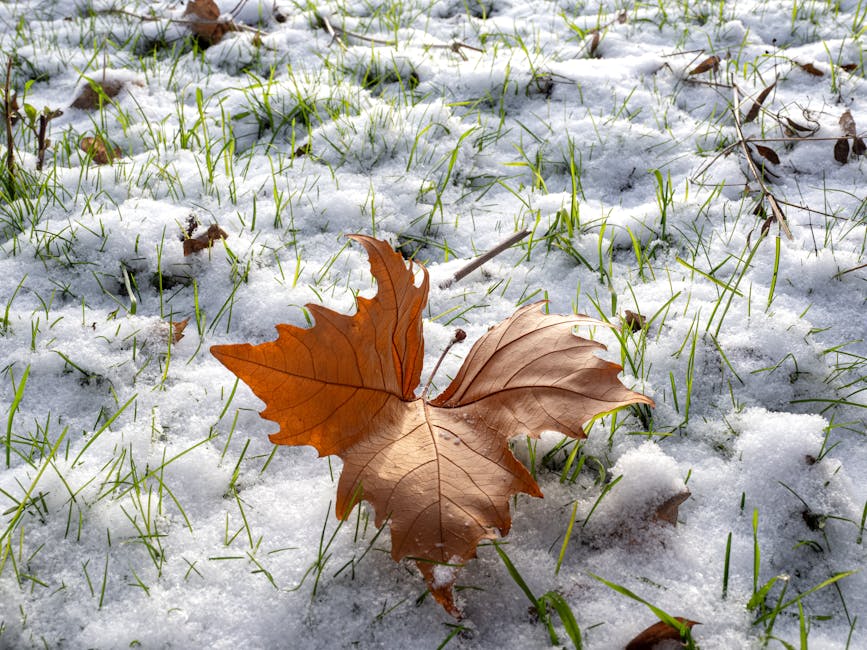 Emergency Seb Derm Flare Care During Summer: Quick Relief Strategies (2026) - A brown autumn leaf rests on snow-covered grass with hints of green blades peeking through.