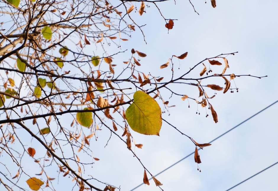 Emergency Seb Derm Flare Care During Summer: Quick Relief Strategies 2026 - A peaceful view of autumn leaves transitioning colors with a clear blue sky background.