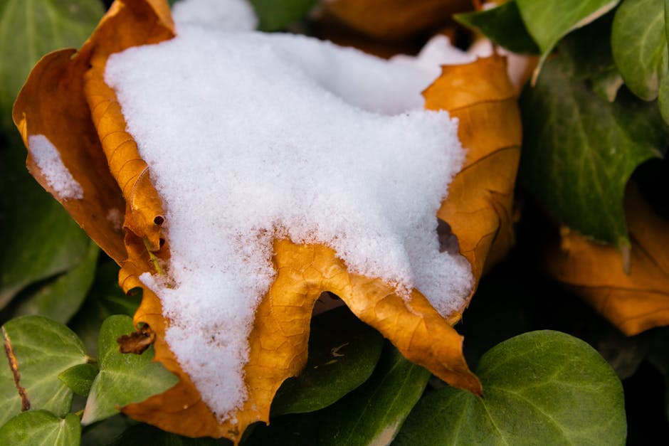 Emergency Seb Derm Flare Care During Summer: Quick Relief Strategies (2026) 11 Emergency Seb Derm Flare Care During Summer: Quick Relief Strategies (2026) - Vibrant autumn leaves partially covered with fresh snow, showcasing a transformative seasonal change.