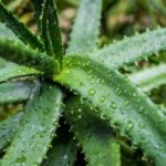 honey aloe vera coconut 95 1