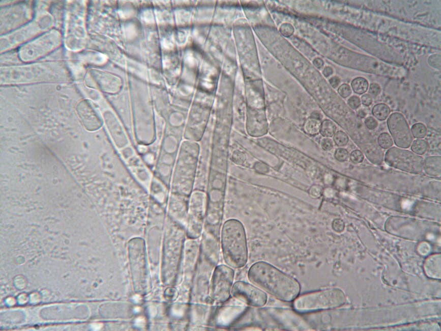 Seborrheic Dermatitis and Gut Health: The Microbiome Connection (2026) 6 Seborrheic Dermatitis and Gut Health: The Microbiome Connection (2026) - Close-up image of fungal hyphae under microscope showcasing biological structures.