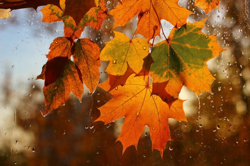 Travel Preparation for Seborrheic Dermatitis in Summer 2026: Complete Packing Guide 1 Travel Preparation for Seborrheic Dermatitis in Summer 2026: Complete Packing Guide - Close-up of vibrant maple leaves with water droplets on glass, featuring vibrant fall colors.
