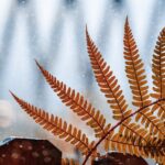 Travel Preparation for Seborrheic Dermatitis in Summer 2026: Packing Guide & Tips - Detailed image of a brown fern leaf in autumn, with snow gently falling in the background.