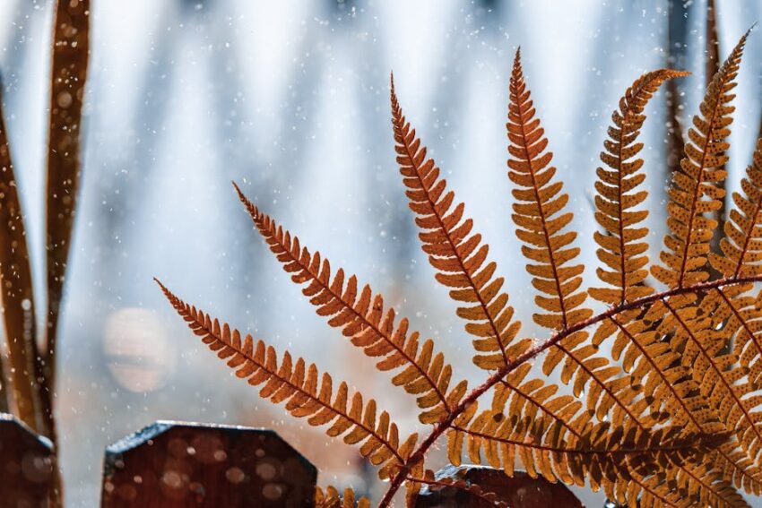 Travel Preparation for Seborrheic Dermatitis in Summer 2026: Packing Guide & Tips 27 Travel Preparation for Seborrheic Dermatitis in Summer 2026: Packing Guide & Tips - Detailed image of a brown fern leaf in autumn, with snow gently falling in the background.