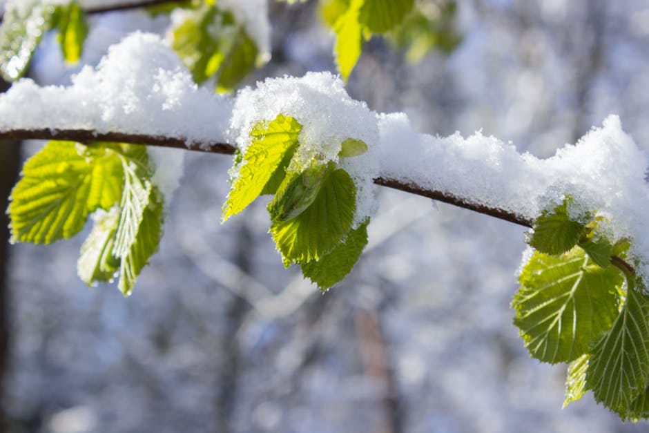 Travel Preparation for Seborrheic Dermatitis in Summer 2026: Complete Packing Guide - Close-up of fresh green leaves dusted with winter snow, showcasing the contrast between seasons.