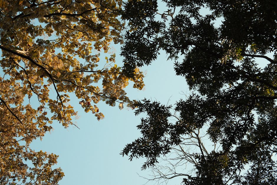 Travel Preparation for Seborrheic Dermatitis in Summer 2026: Packing Guide & Tips - Top view of tree branches with contrasting foliage against a blue sky.