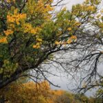 Unraveling the Seasonal Dynamics of Seborrheic Dermatitis Symptoms - A scenic view of autumn trees showcasing vivid yellow and green leaves against a cloudy sky.