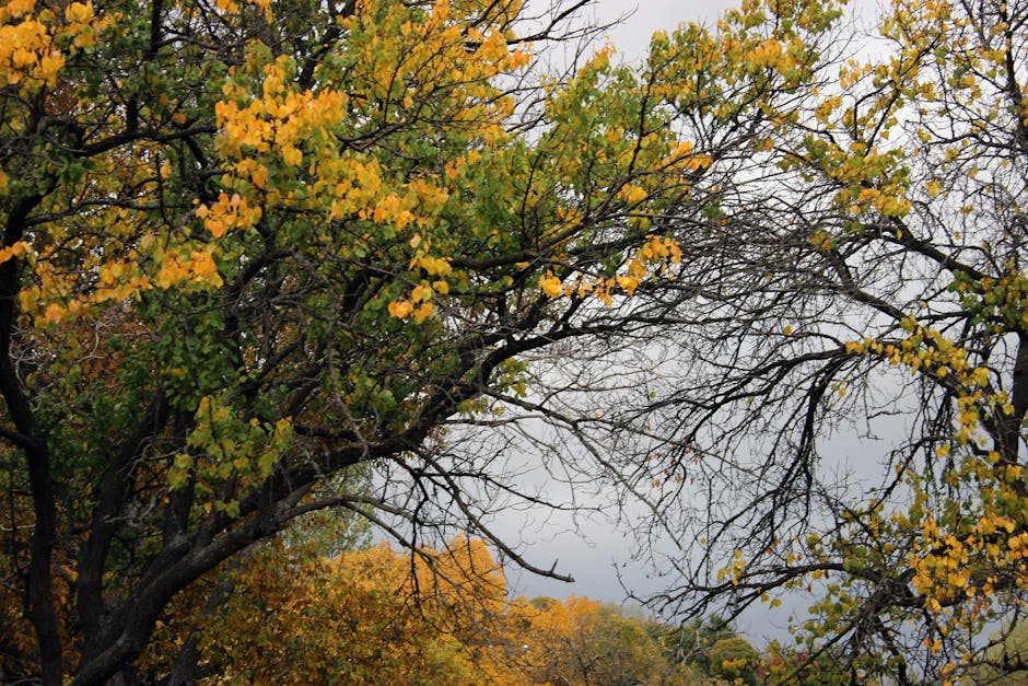 Unraveling the Seasonal Dynamics of Seborrheic Dermatitis Symptoms - A scenic view of autumn trees showcasing vivid yellow and green leaves against a cloudy sky.