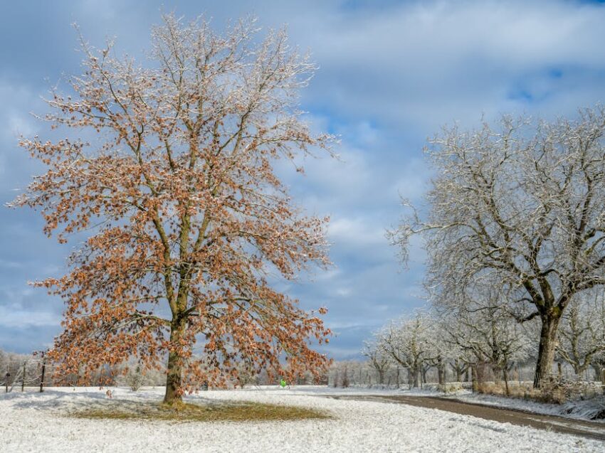 seb-derm-winter-seasonal-2026 - A serene winter landscape featuring frosted trees and a snow-covered ground.