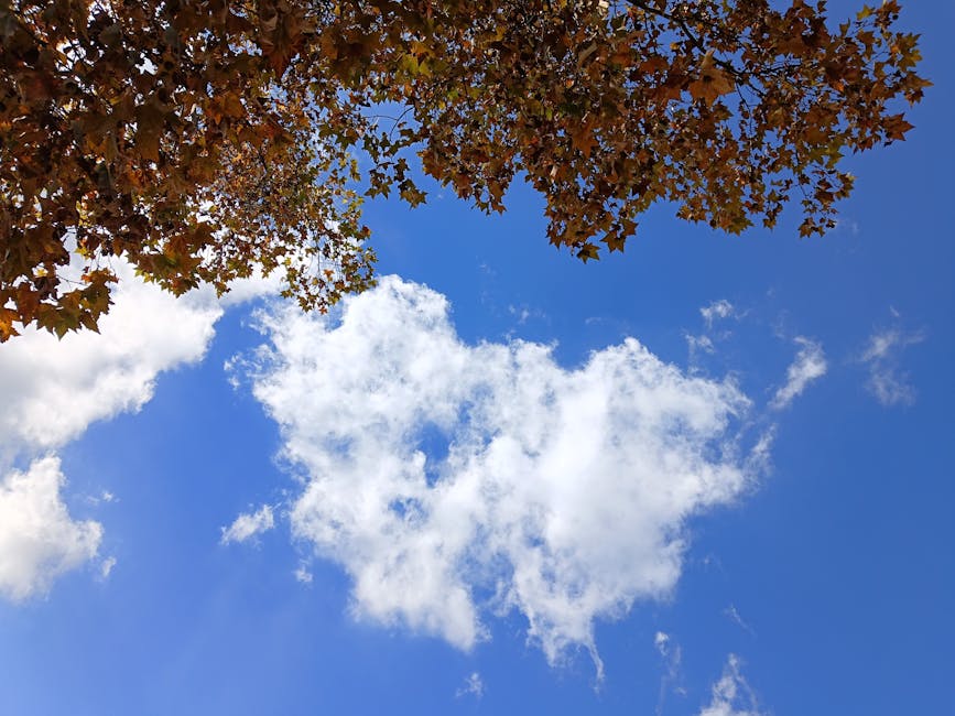 seb-derm-winter-seasonal-2026 - Autumn leaves frame a bright blue sky with fluffy clouds, creating a serene composition.