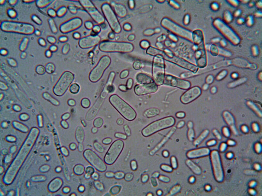seborrheic-dermatitis-gut-health-microbiome-2026 - Close-up image of rod-shaped bacteria under a microscope, showcasing microscopic detail.