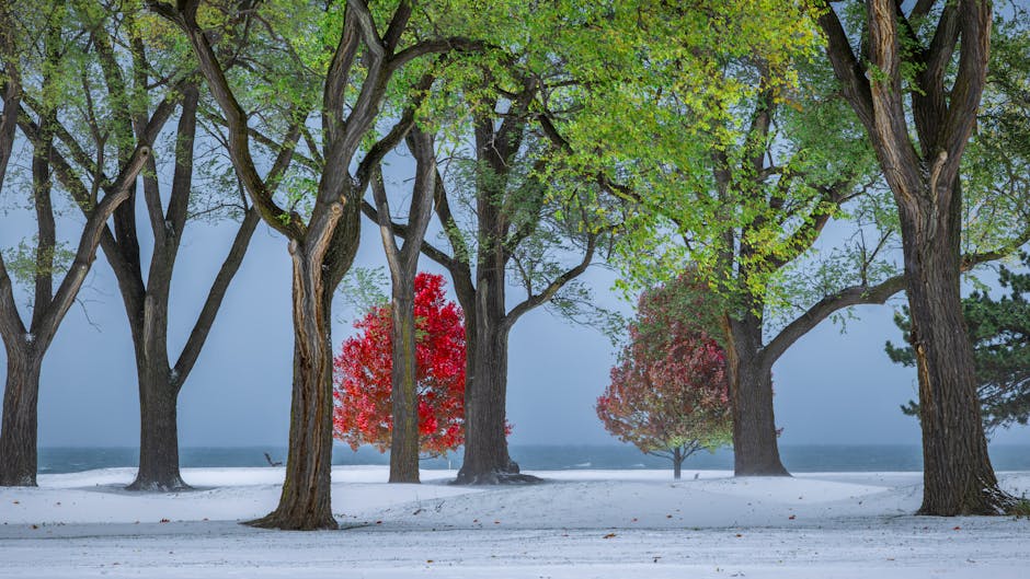 summer-emergency-seb-derm-flare-care-quick-relief-strategies-2026 - A picturesque winter scene featuring vibrant autumn trees amidst fresh snow near a calm lake.
