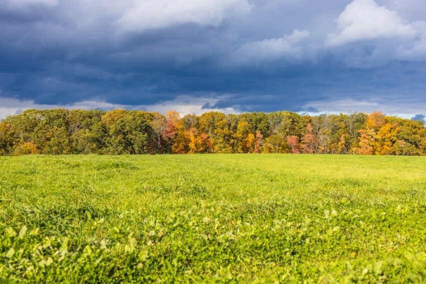 travel-preparation-summer-seborrheic-dermatitis-2026-complete - Vibrant autumn foliage against a grassy field under a cloudy sky in Northborough, MA.