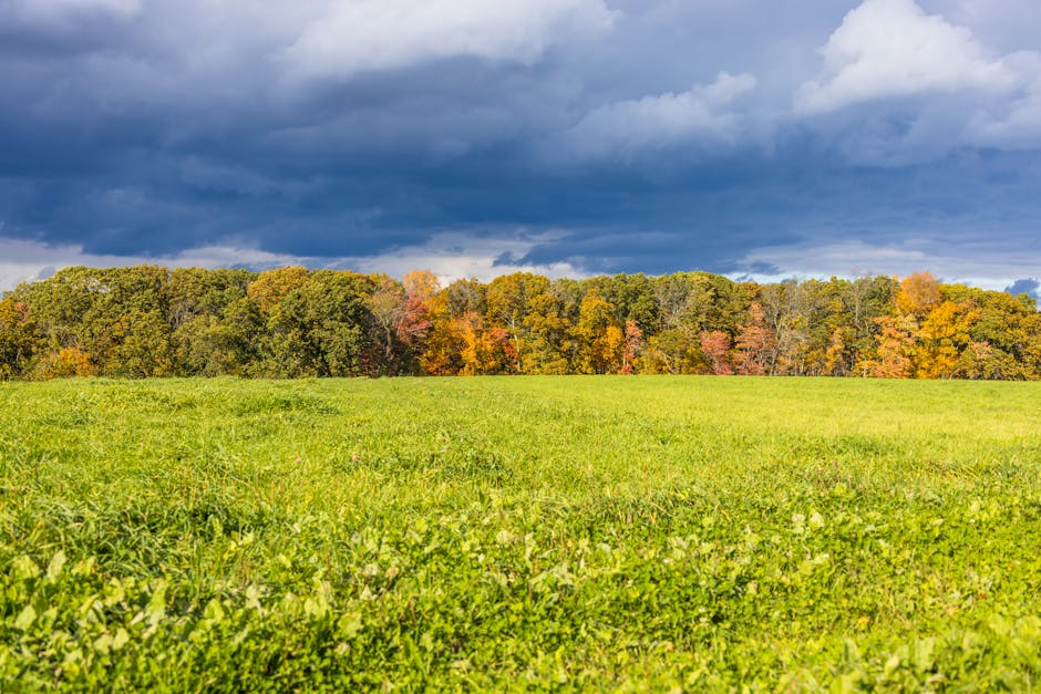 travel-preparation-summer-seborrheic-dermatitis-2026-complete - Vibrant autumn foliage against a grassy field under a cloudy sky in Northborough, MA.