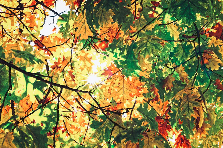 travel-preparation-summer-seborrheic-dermatitis-2026-complete - Sunlight filtering through vibrant fall leaves on a tree, casting colorful shadows.
